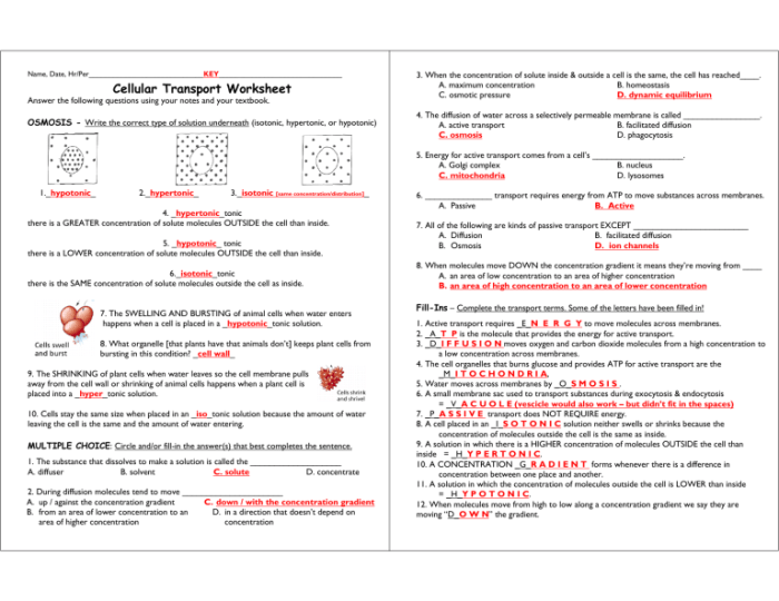 Cellular transport worksheet answer key