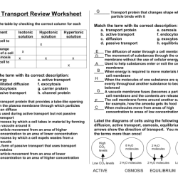 Cellular transport worksheet answer key