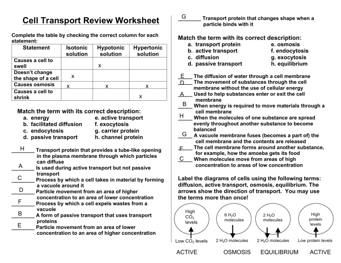 Cellular transport worksheet answer key