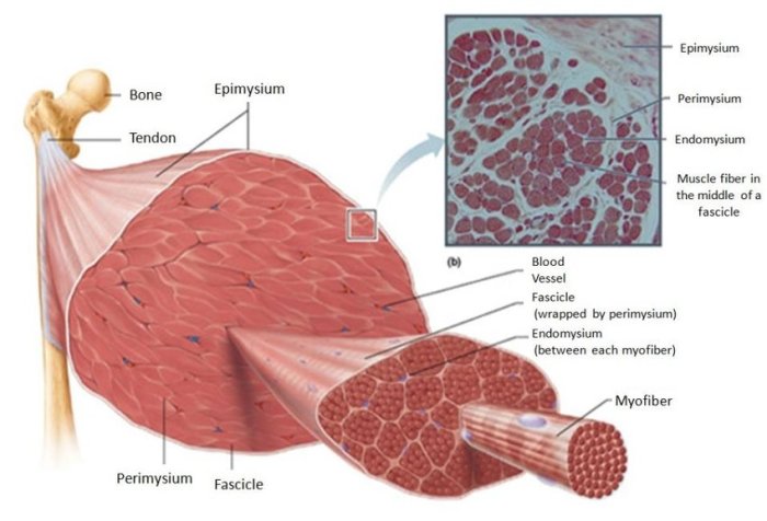 Exercise 11 microscopic anatomy and organization of skeletal muscle