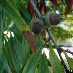 The organism quercus phellos is a member of the genus