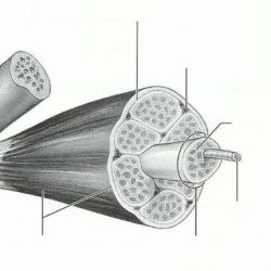 Exercise 11 microscopic anatomy and organization of skeletal muscle