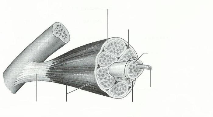 Exercise 11 microscopic anatomy and organization of skeletal muscle