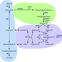 Phosphate pentose pathway ppp nad glucose g6pd sirt2 involving nadph nadp activation deficiency glutathione activate ribose dehydrogenase