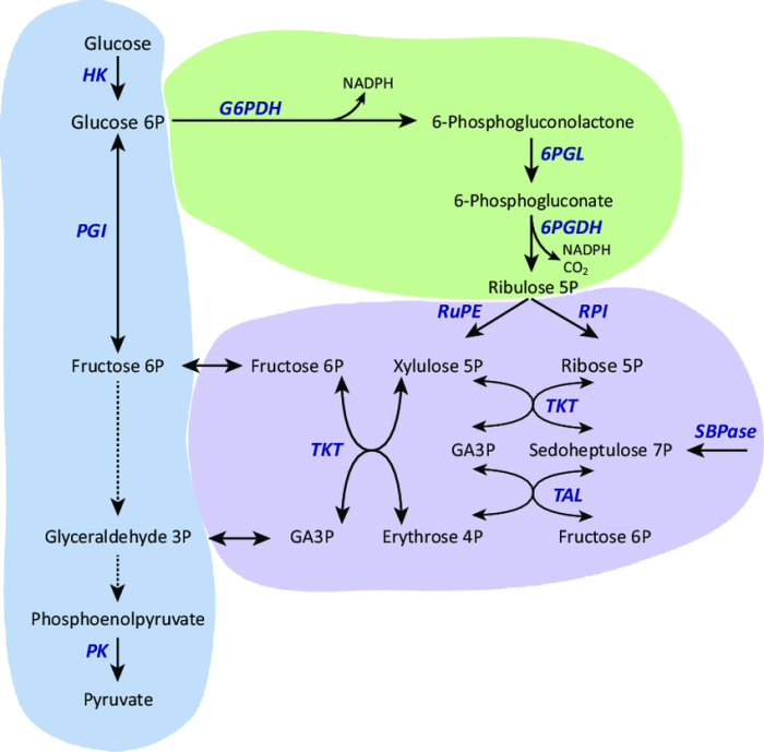 Phosphate pentose pathway ppp nad glucose g6pd sirt2 involving nadph nadp activation deficiency glutathione activate ribose dehydrogenase