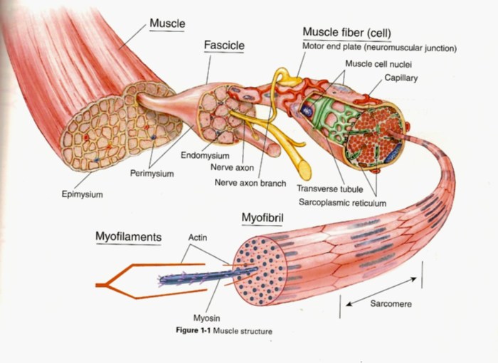 Anatomy microscopic organization skeletal muscle solved exercise