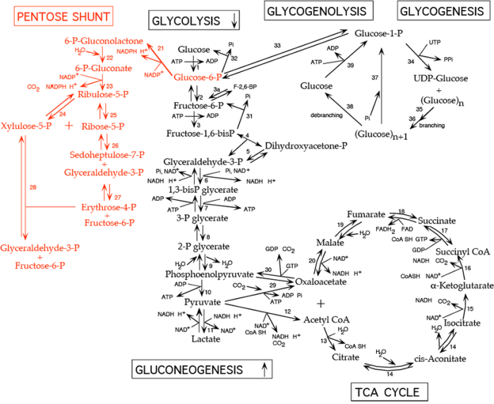 Select true statements about the pentose phosphate pathway.