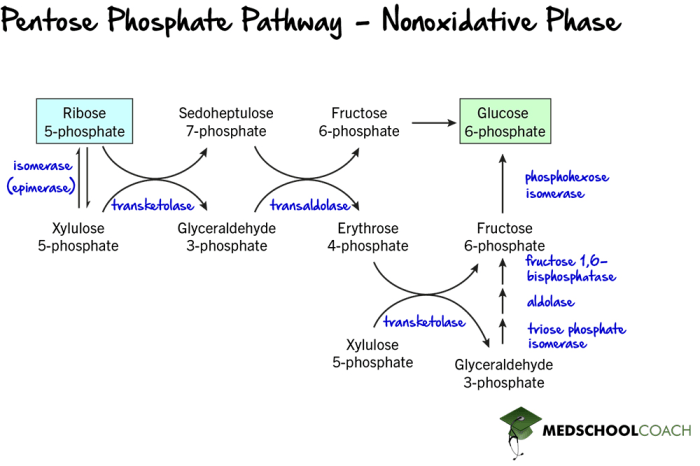 Select true statements about the pentose phosphate pathway.